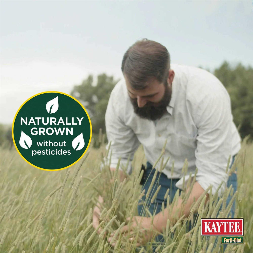 Timothy Hay for Small Animals M9889