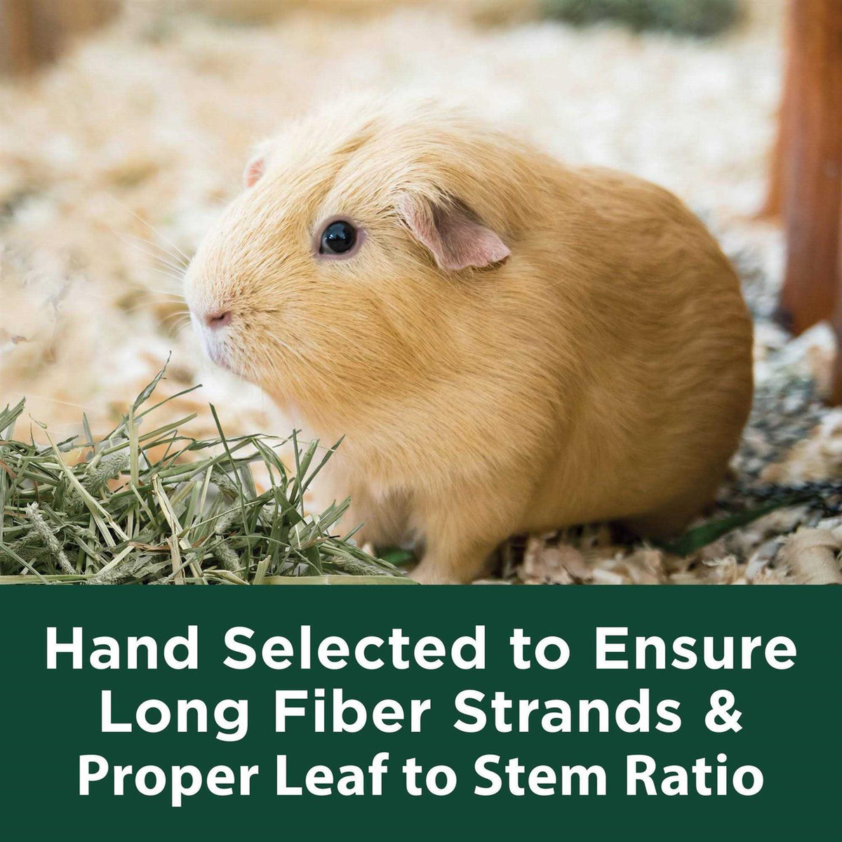Timothy Hay for Small Animals M9889