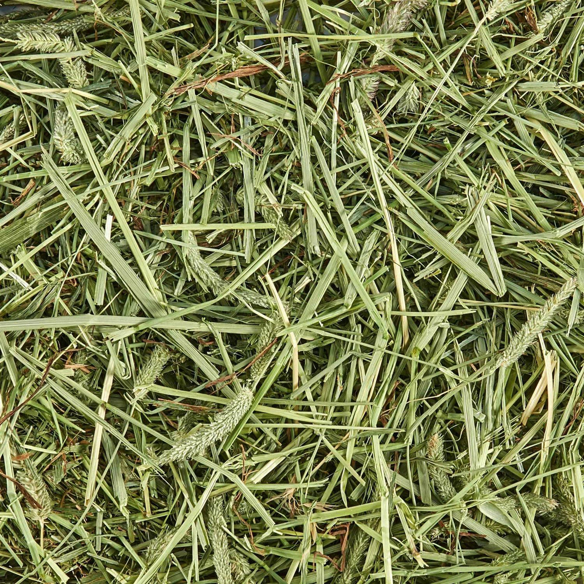 Timothy Hay for Small Animals M9889